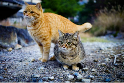 WHERE TO BUY CAT REPELLENT?