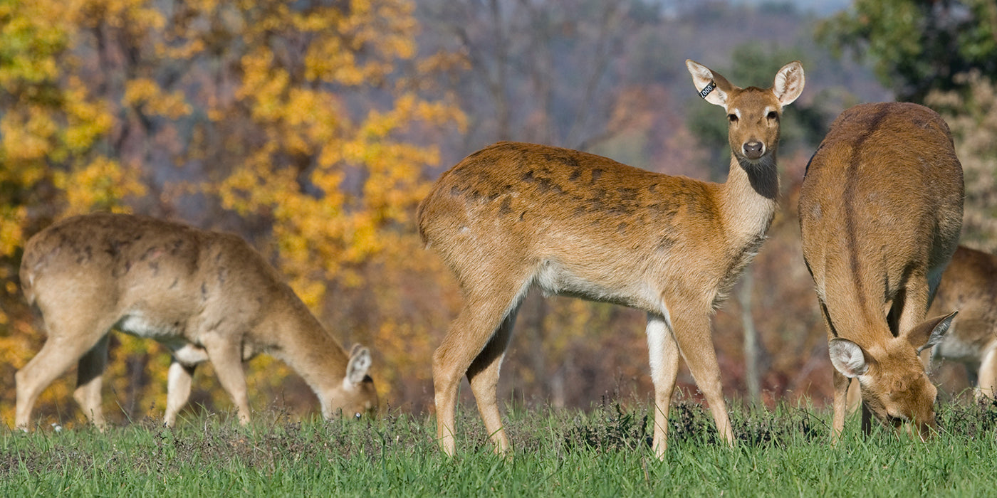Commercial Deer Repellent: Why You Should Use