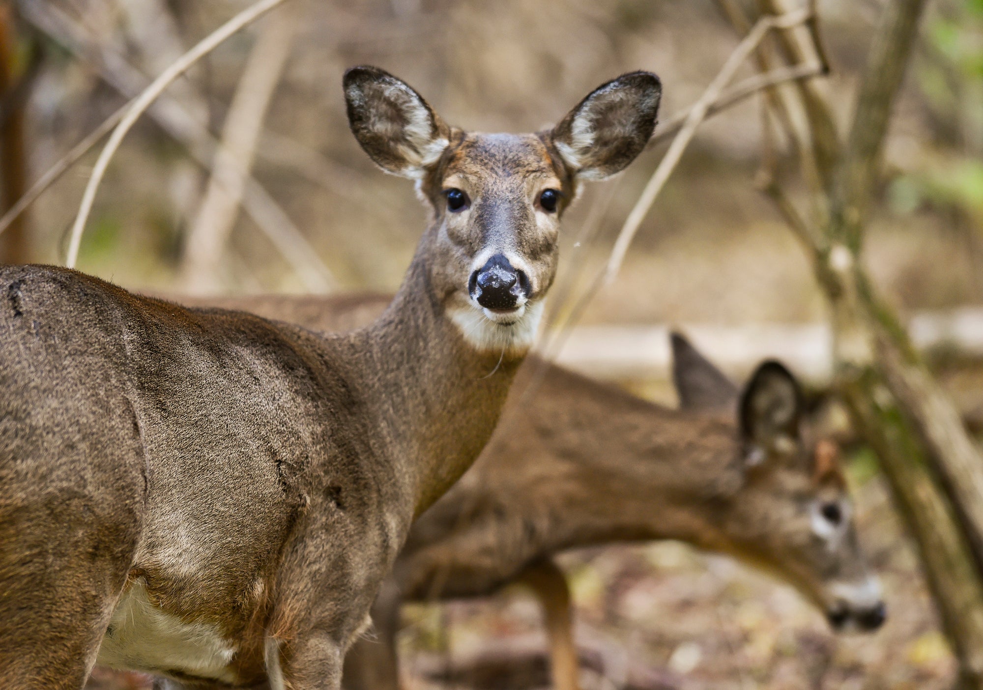 Commercial Deer Repellent: What to Look For