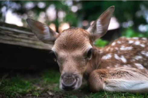 Where to buy deer repellent