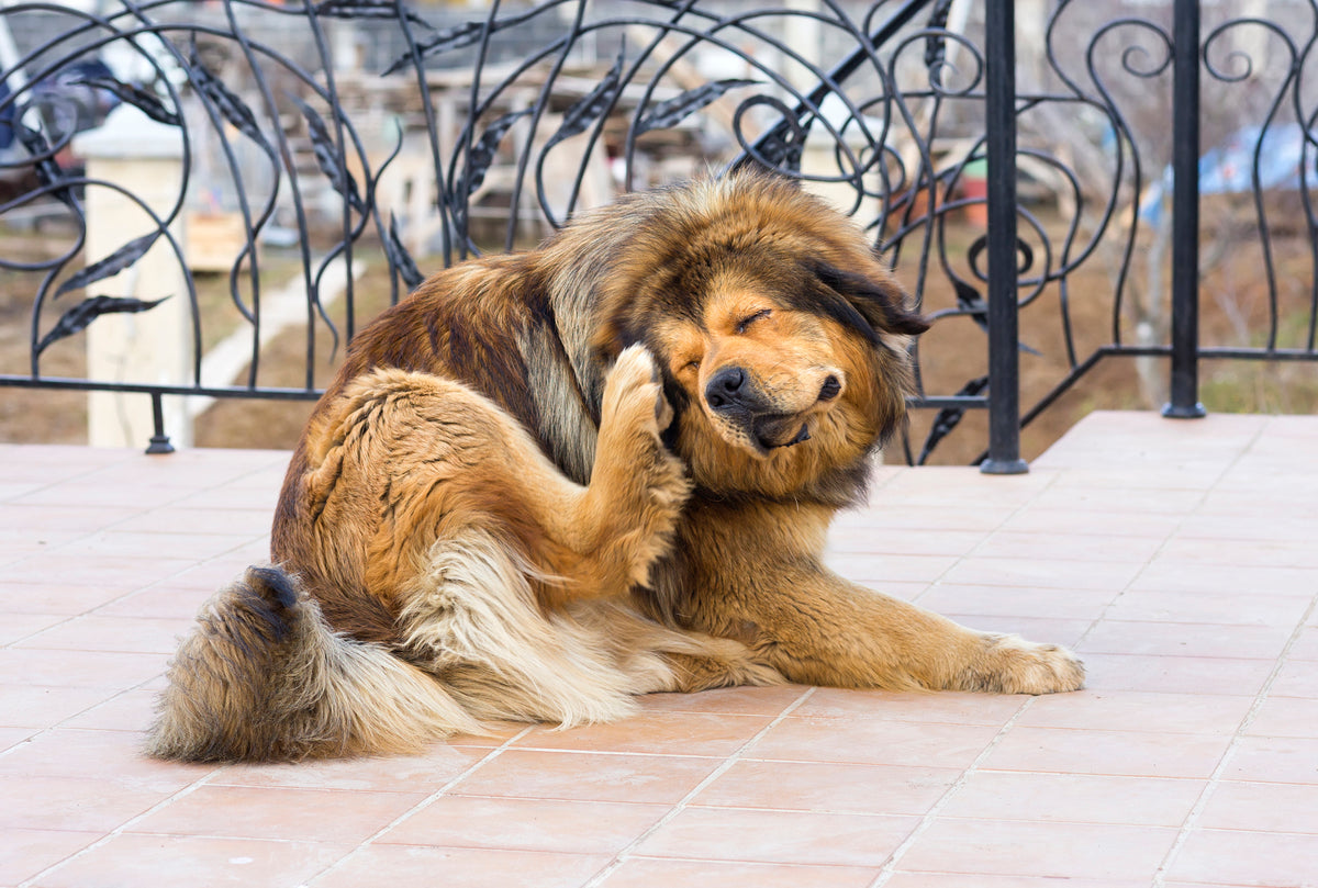 Flea Preventative Pills and Tablets