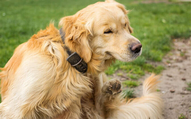 Common Flea Health Issues For Pets