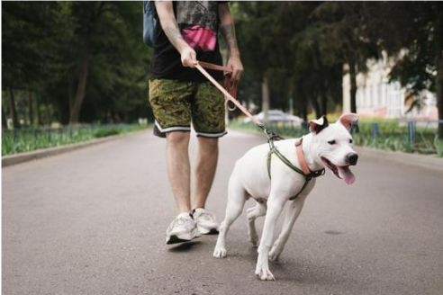 Best Dog Control