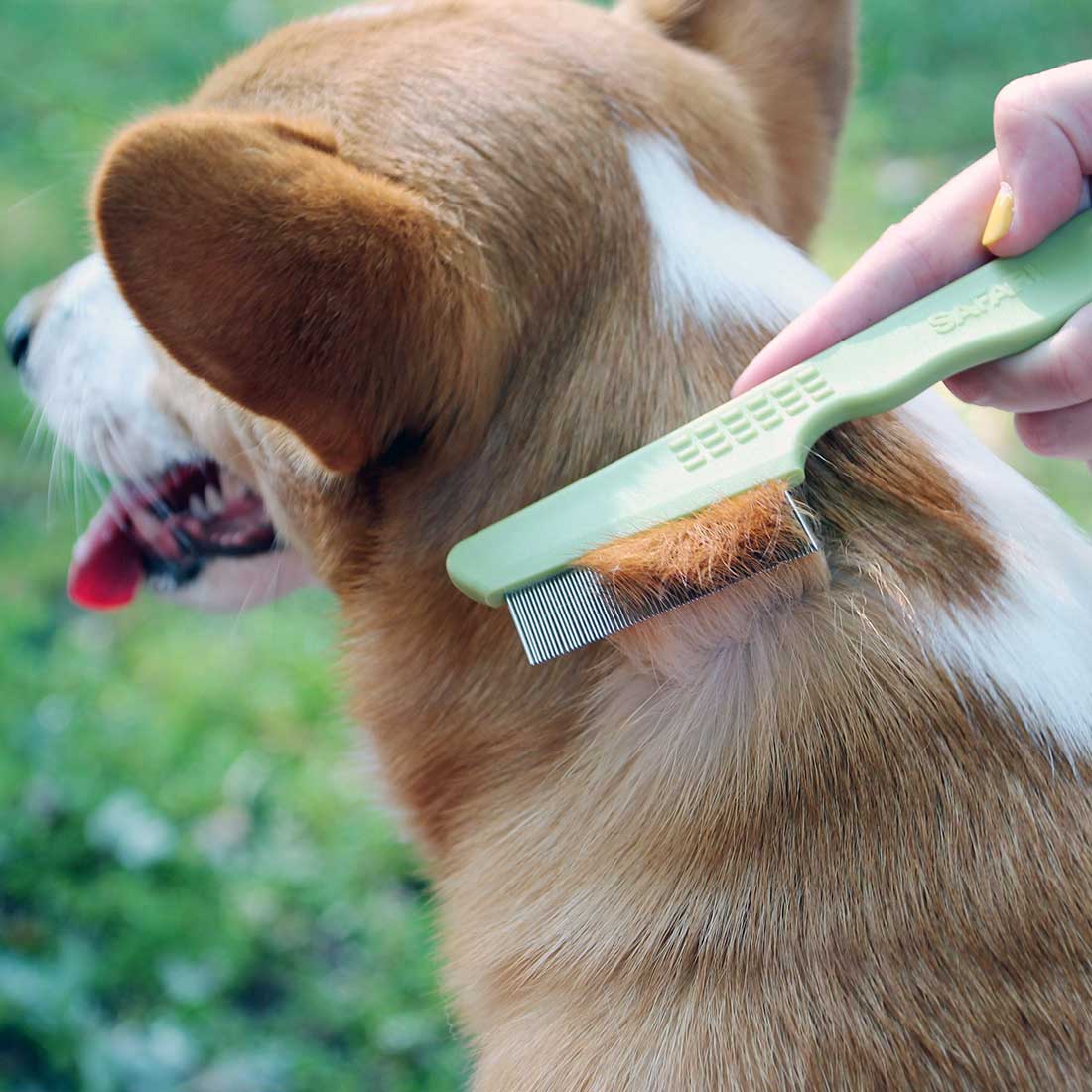 Using a Flea Comb: How To & Why