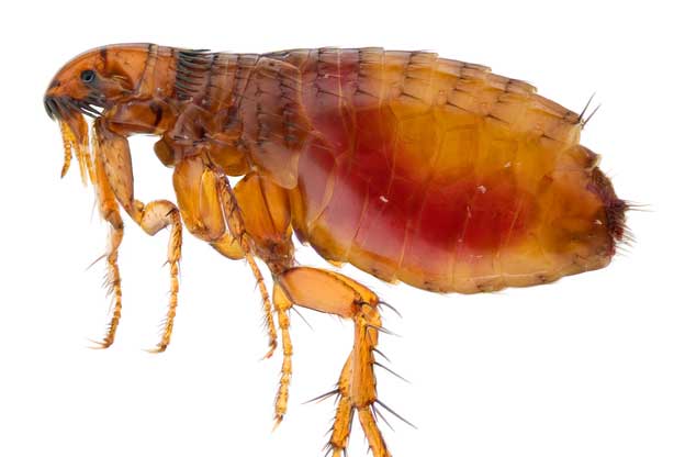 Fleas: History & Remedies
