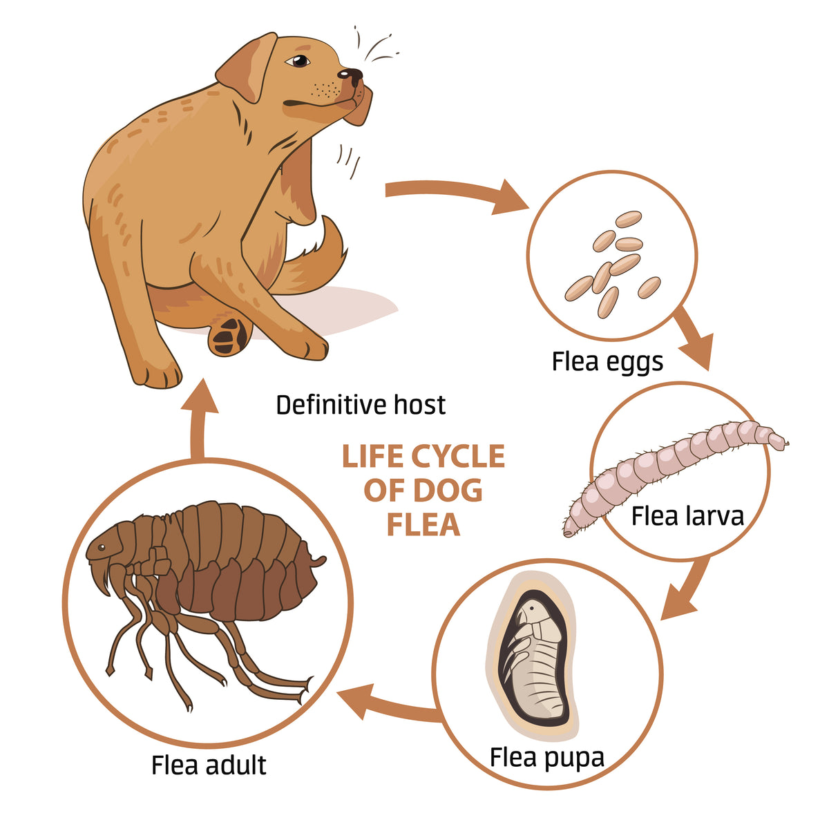 The Life Cycle of Fleas