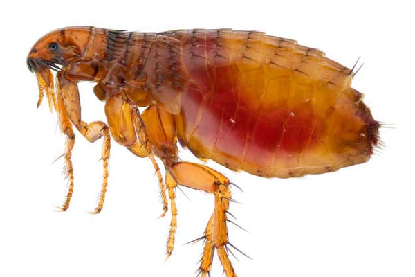 What do Fleas Look Like?