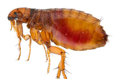What do Fleas Look Like?