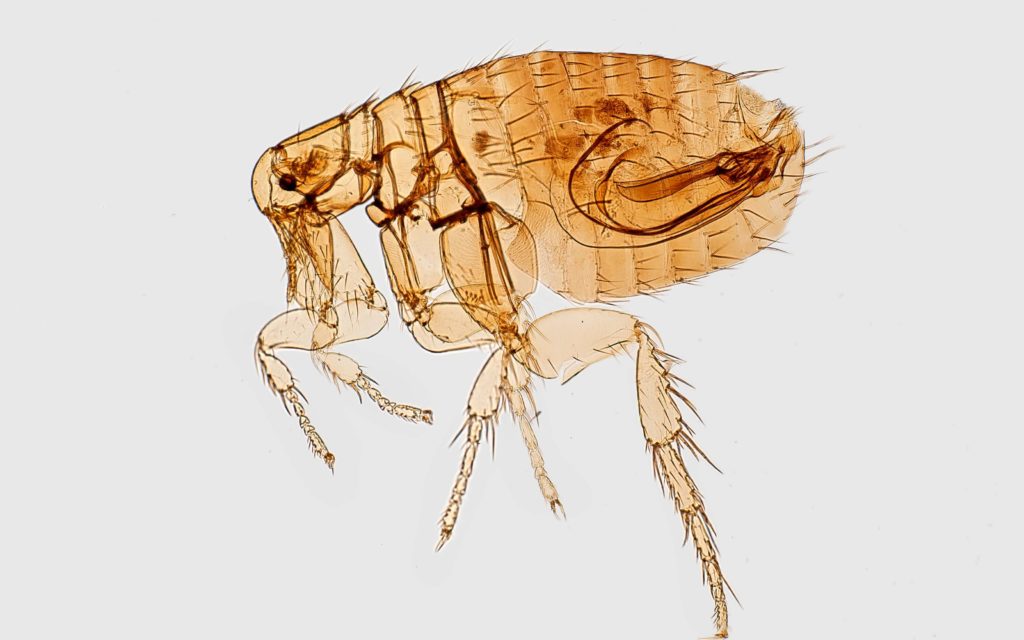 Eliminating Fleas in the Home