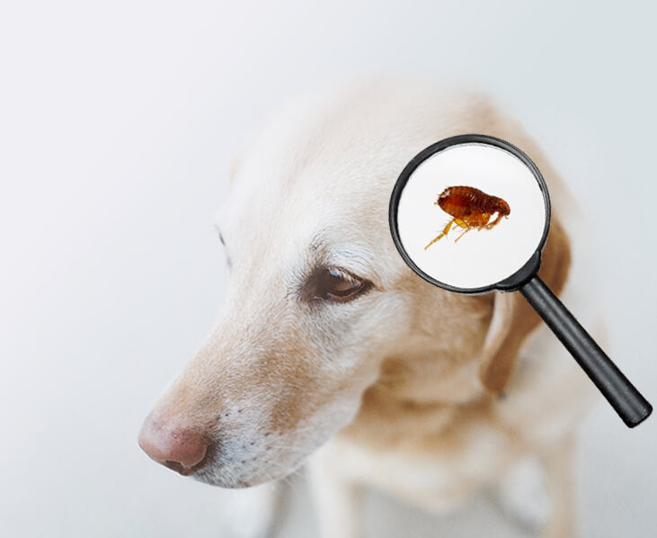 Baby powder on store dogs for fleas