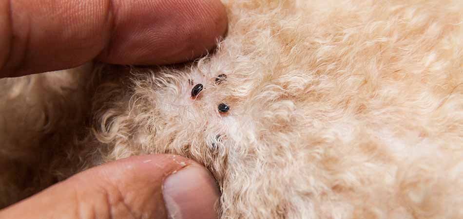 Pets Infested with Fleas and Ticks