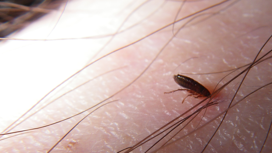 can animal fleas live on human hair