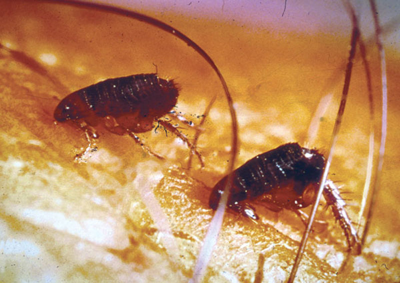 What do Fleas Eat?