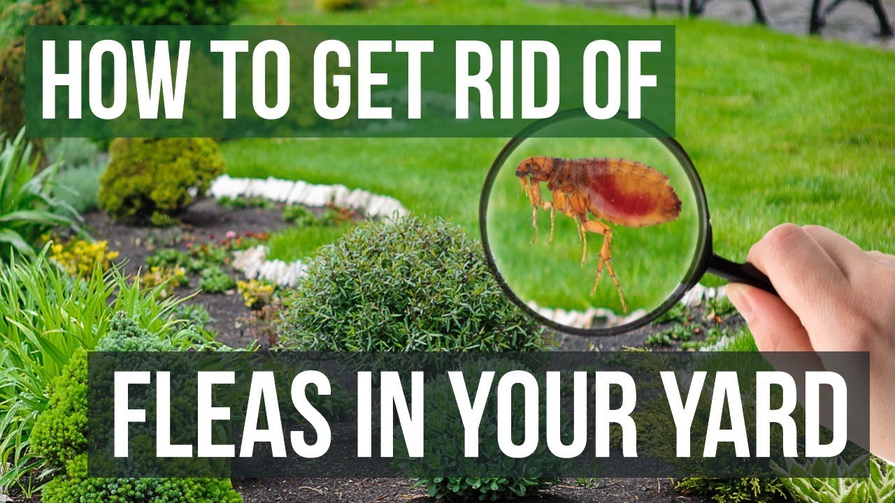 Fleas in Yard: Effective Tips to Eliminate Them Fast