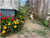 REPEL FERAL CAT FROM FLOWER GARDENS