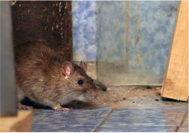 Get rid of Rats outside