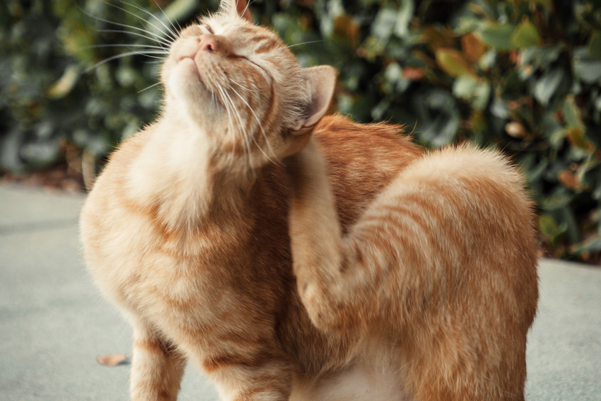 Tick and Flea Preventatives for Pets