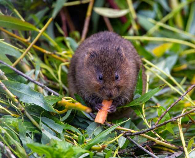 How to get rid of Voles