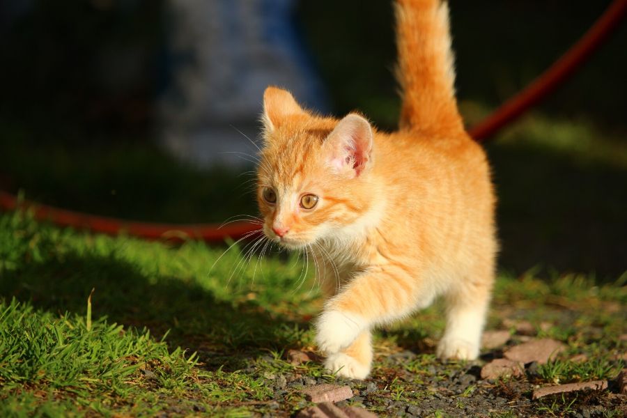What surefire ways can keep cats out of yard?
