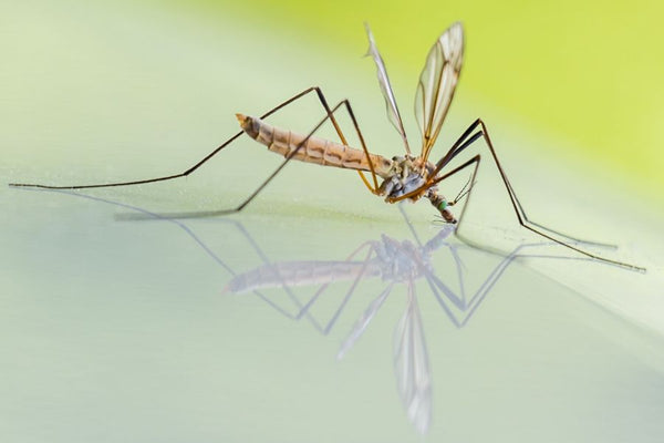 How to choose the best mosquito repellent for your patio