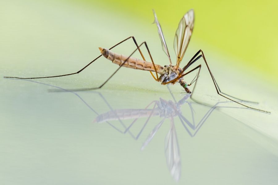 How to choose the best mosquito repellent for your patio