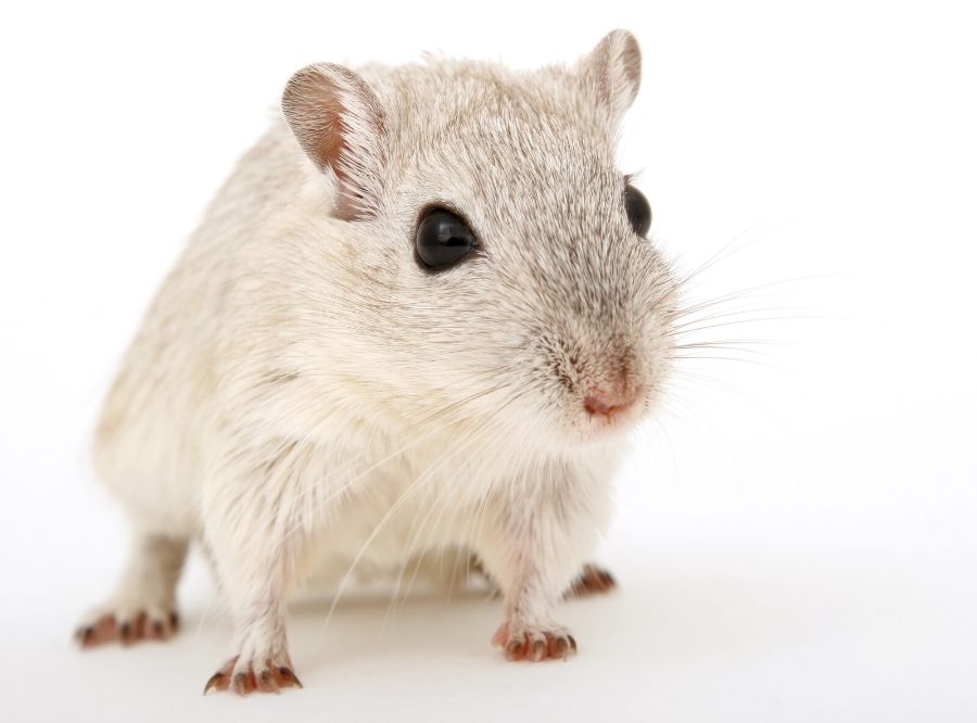 What are the best ways to keep mice out of grills?