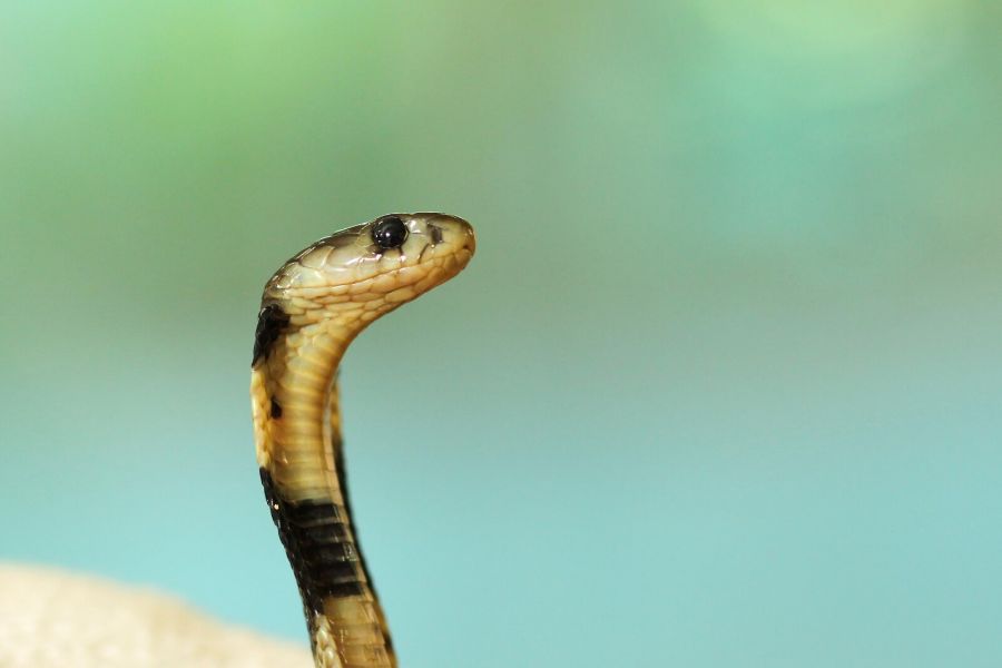 WHAT SNAKE REPELLENTS WORK?