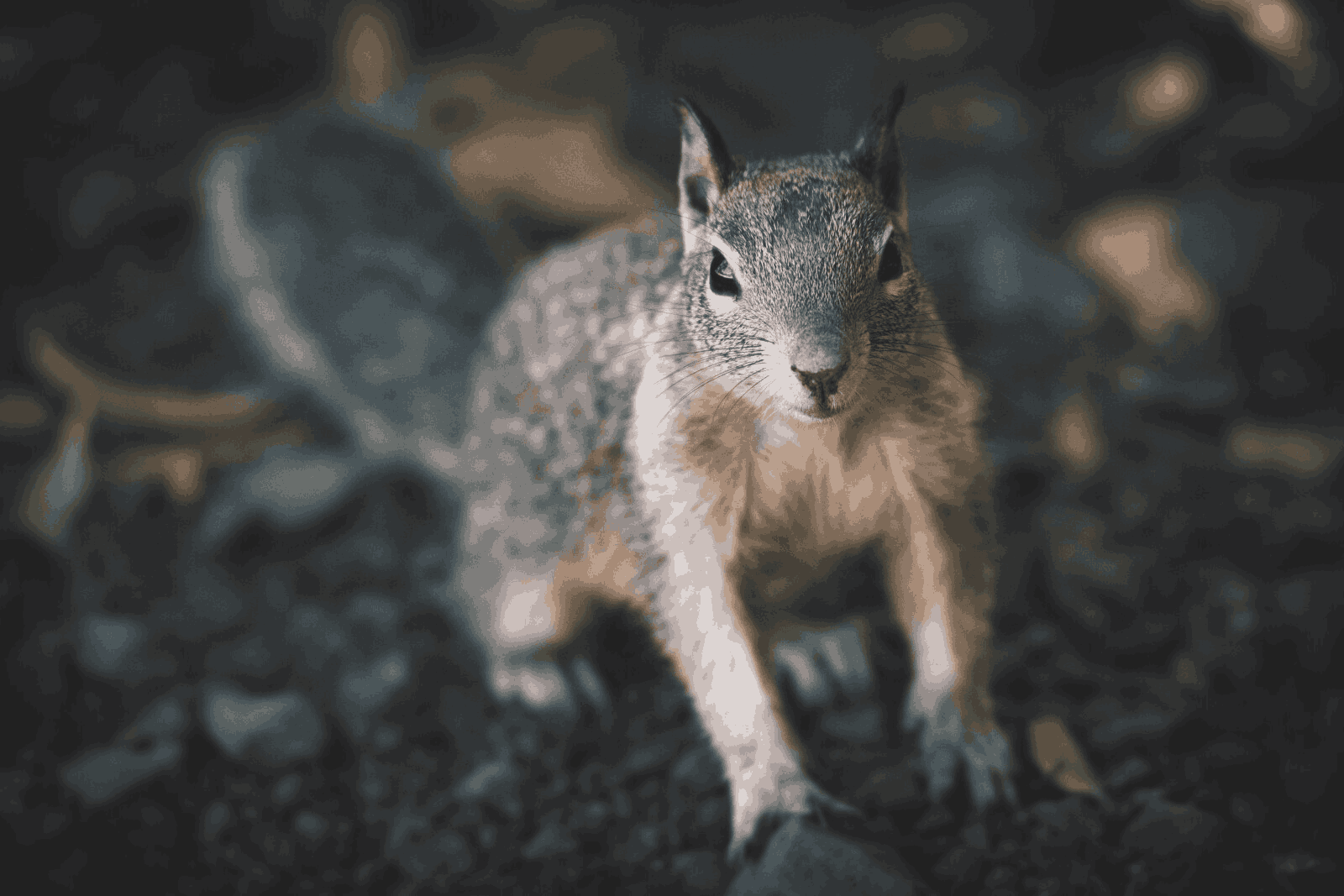 5 effective physical squirrel deterrents