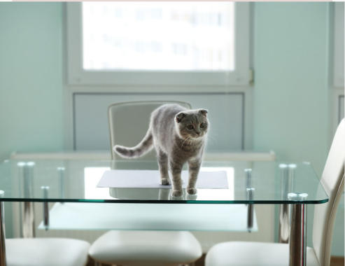 Keep Cats Off Tables: Natural and Effective Strategies