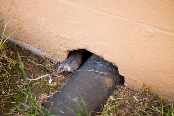 A Mouse Repellent Spray That Kills?