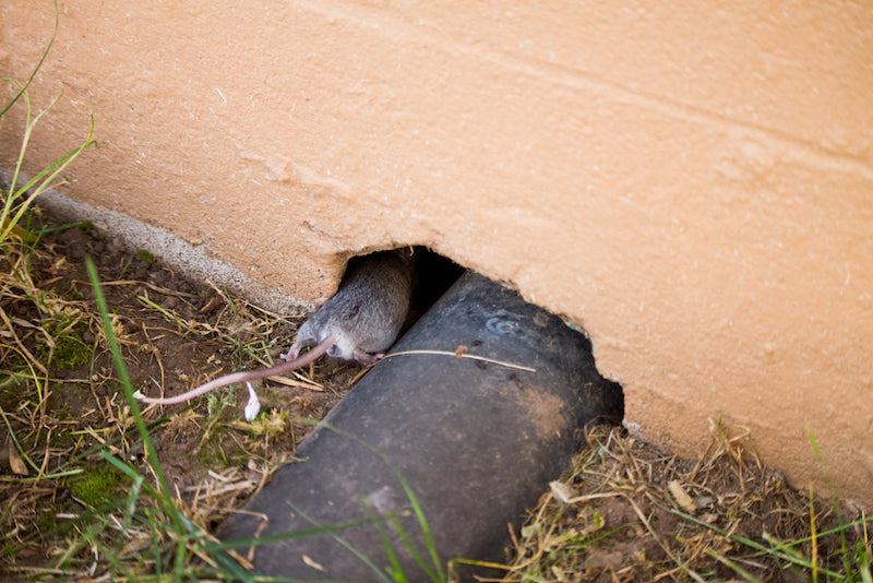 Mice repellent spray that kills mice