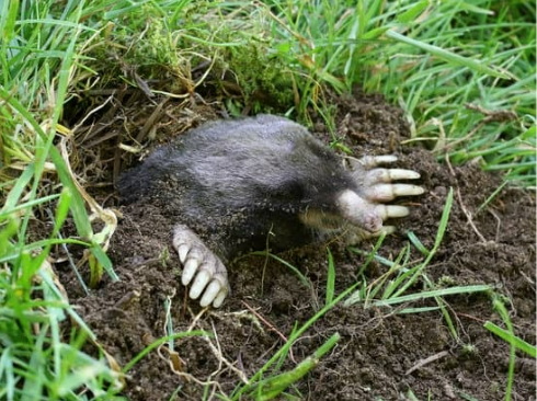 MOLE REPELLENTS