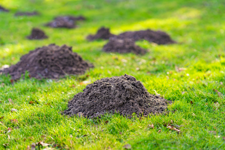 Master the Art of Mole and Vole Repellent