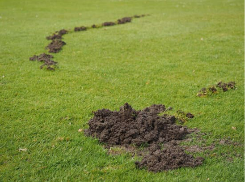 Where to Buy Mole Repellent