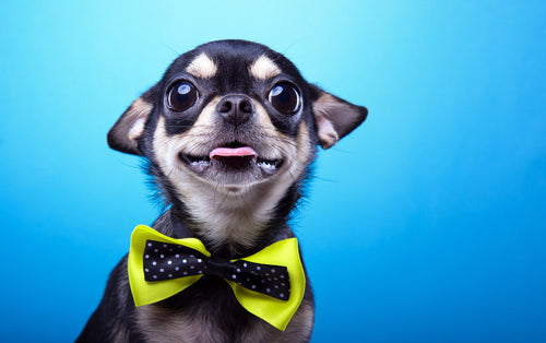 Types of mosquito repellent for dogs