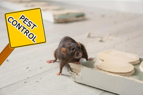 WHERE TO BUY MOUSE REPELLENT
