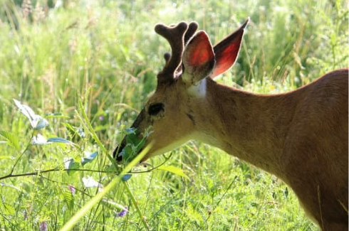 DEER REPELLENT FOR PLANTS