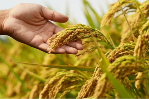 DEER REPELLENT FOR RICE CROP