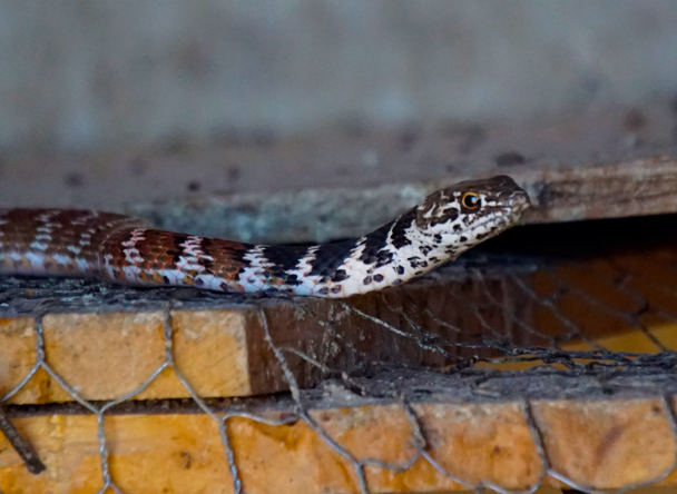 Get Rid of Snakes in the Chicken Coop