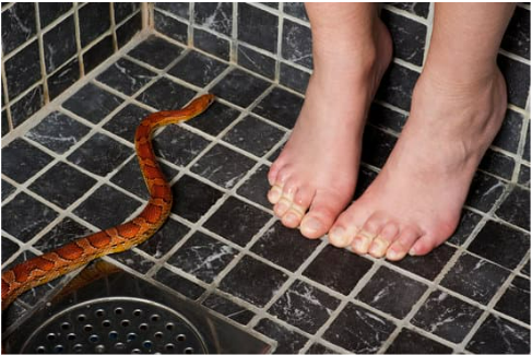 What are the best indoor snake repellent ideas?