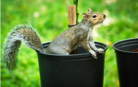 Squirrel Proof Your Garden