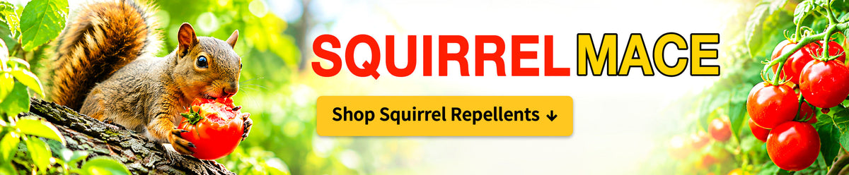 Squirrel MACE - shop squirrel repellents. Squirrel eating a tomato beside a vegetable garden.