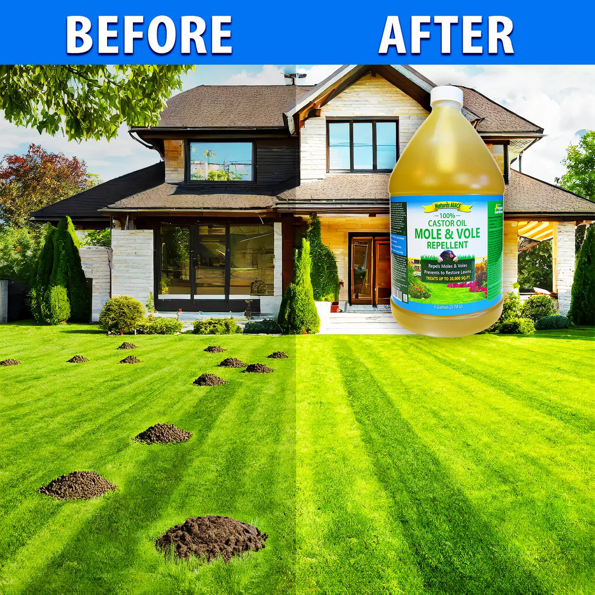 Before and After Mole and Vole MACE Pure Castor Oil Lawn Treatment