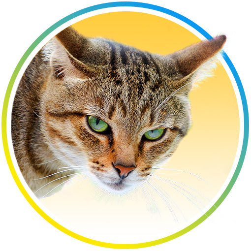 Cat Repellent