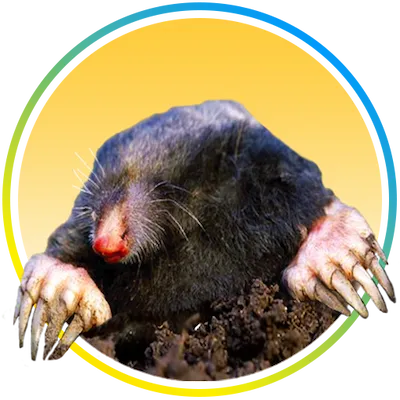 Nature's MACE Mole Repellent Vole Repellent
