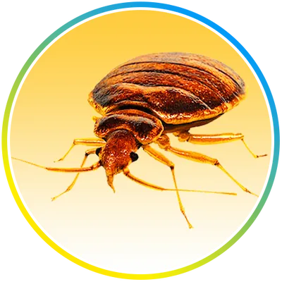 Nature's MACE Bed Bug Killer
