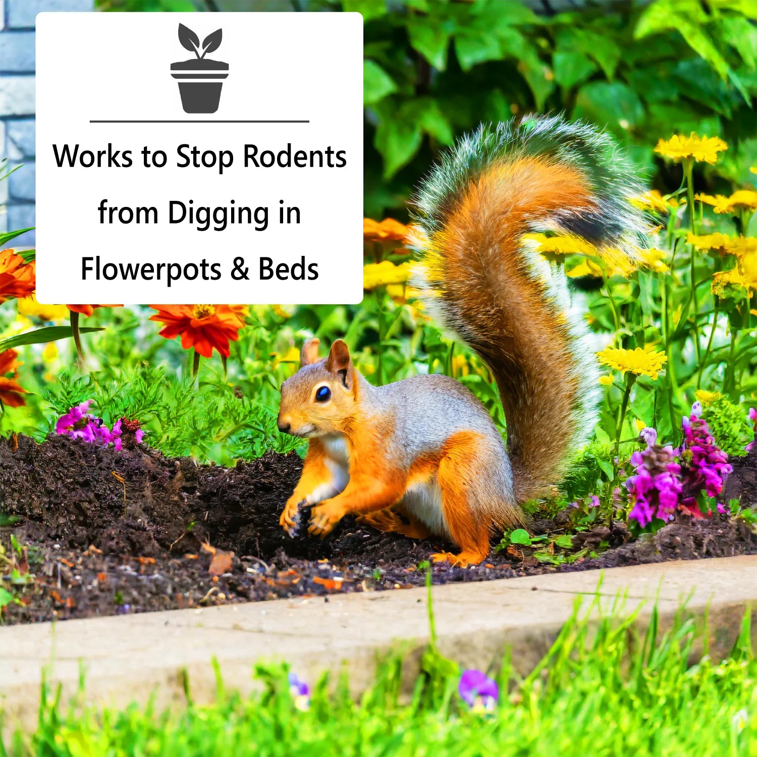 keep squirrels out of plant pots Nature's MACE Squirrel Digging Stops Here Kit