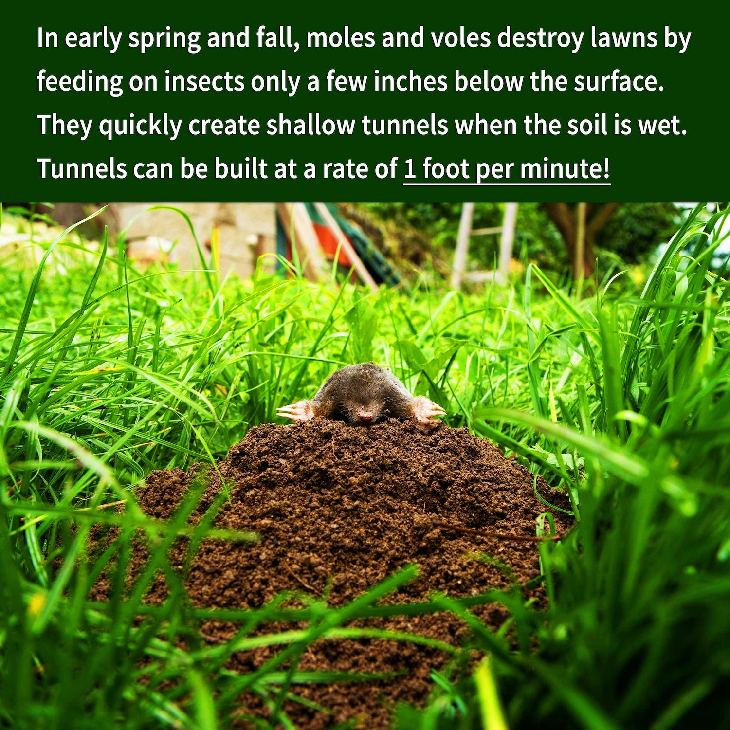 Mole Repellent informative image | gallery:all