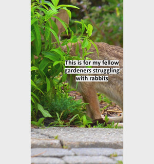 Rabbit MACE Granular Rabbit Repellent