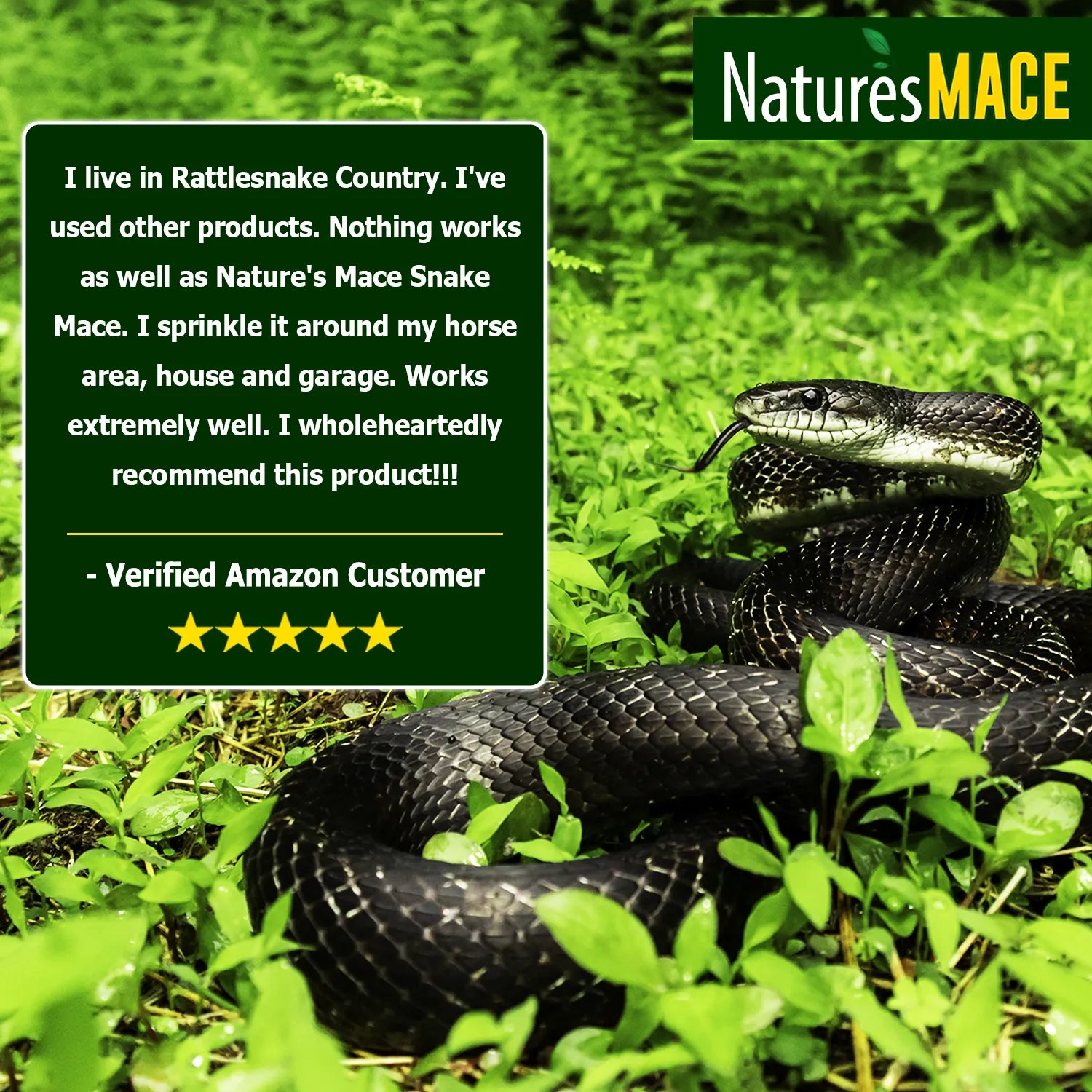 Snake MACE Review | gallery:all